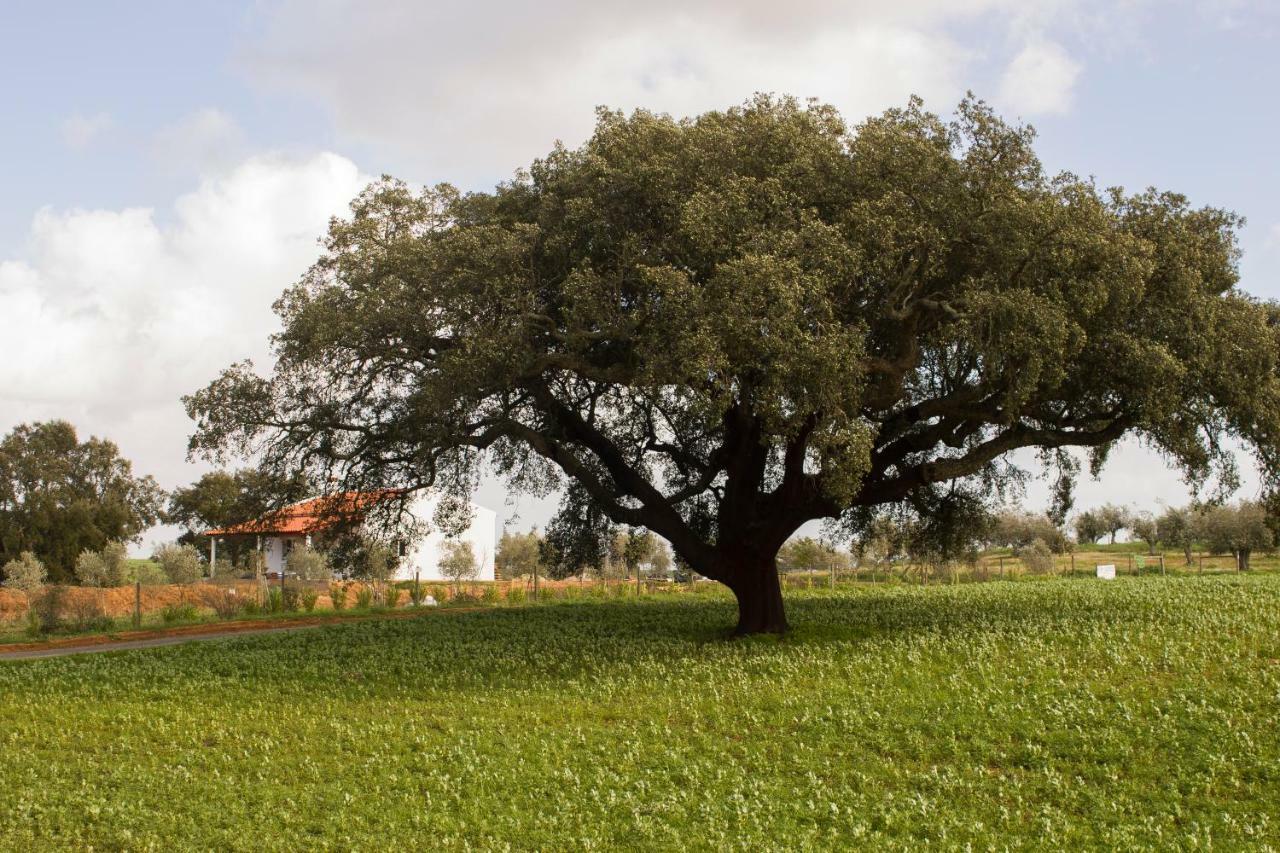 Monte Quinta Verde Ferreira Do Alentejo Exteriör bild