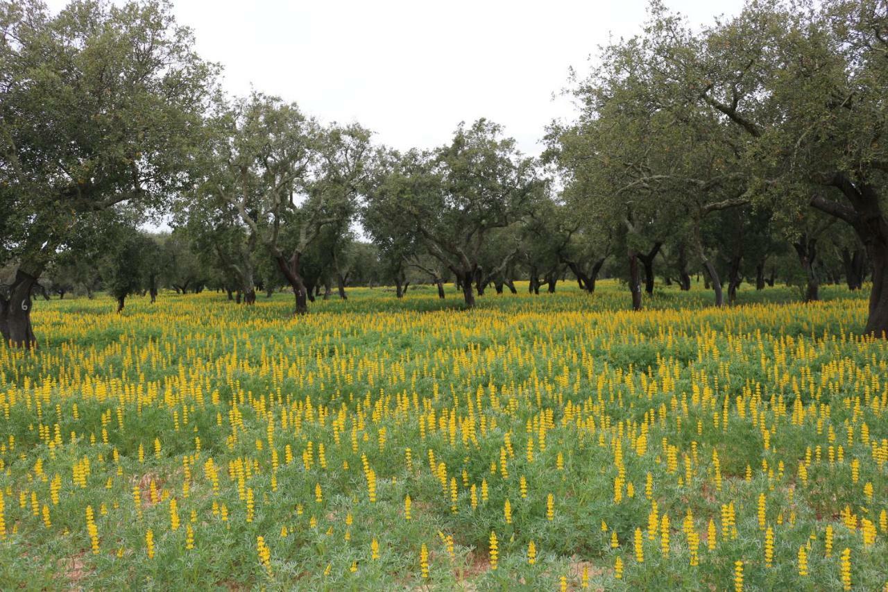 Monte Quinta Verde Ferreira Do Alentejo Exteriör bild